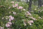 Western Azalea