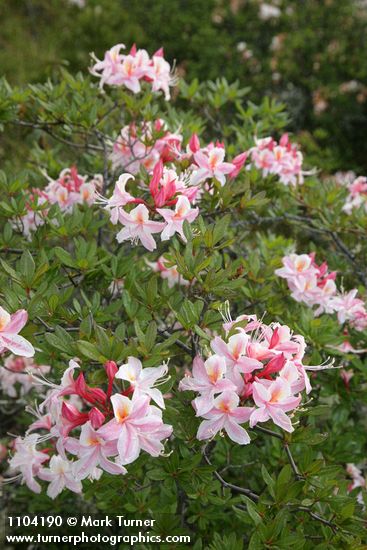 Rhododendron occidentale