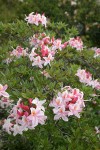 Western Azalea blossoms & foliage