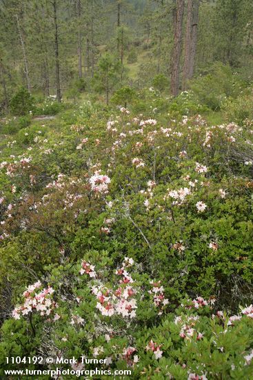 Rhododendron occidentale; Pinus jeffreyi