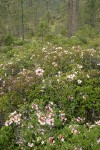 Western Azaleas among Jeffrey Pines