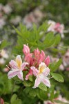 Western Azalea blossoms