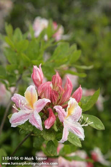 Rhododendron occidentale