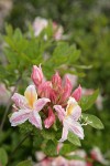 Western Azalea blossoms