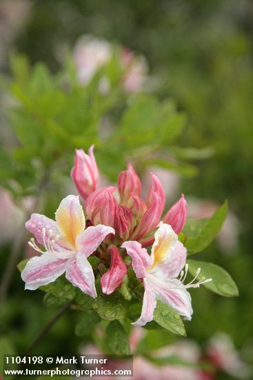 Rhododendron occidentale