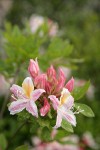 Western Azalea blossoms