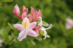 Western Azalea blossoms