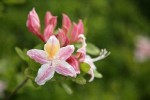 Western Azalea blossoms