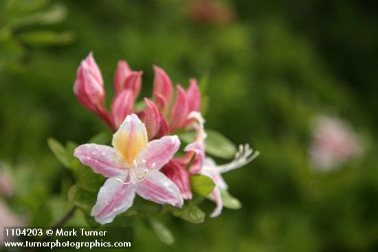 Rhododendron occidentale