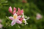 Western Azalea blossoms