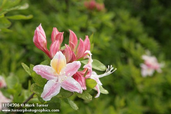 Rhododendron occidentale