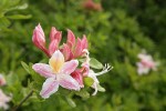 Western Azalea blossoms