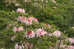 Western Azaleas