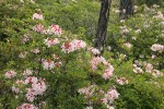 Western Azaleas