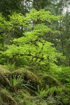 Vine Maples, backlit w/ Sword Ferns