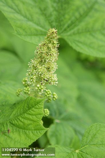 Oplopanax horridus