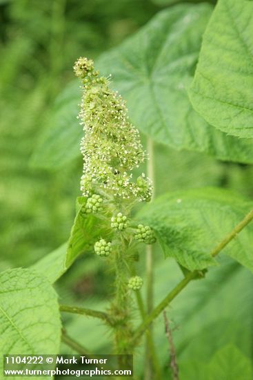 Oplopanax horridus