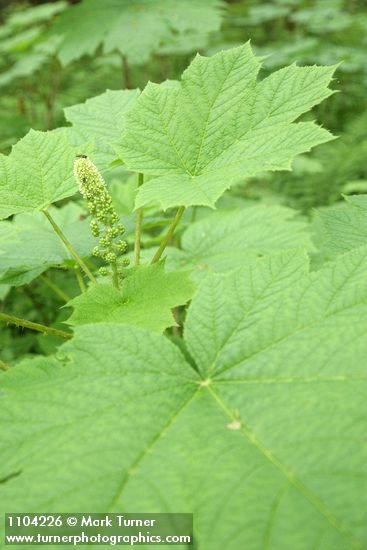 Oplopanax horridus