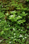 Bunchberry & Strawberry Bramble