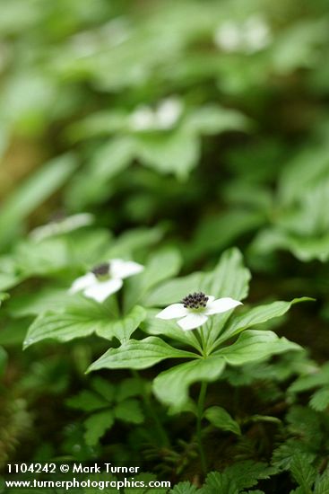 Cornus unalaschkensis