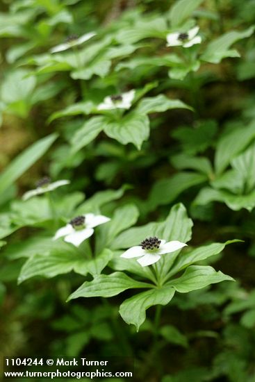 Cornus unalaschkensis