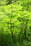 Devil's Club foliage, backlit