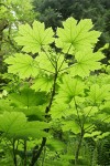 Devil's Club foliage, backlit