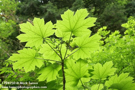 Oplopanax horridus