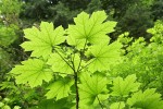 Devil's Club foliage, backlit