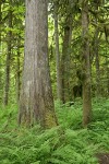 Western Redcedar trunk w/ Lady Ferns