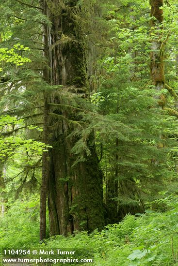 Thuja plicata; Tsuga heterophylla; Athyrium filix-femina