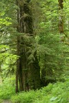 Western Redcedar snag w/ Western Hemlocks, Lady Ferns