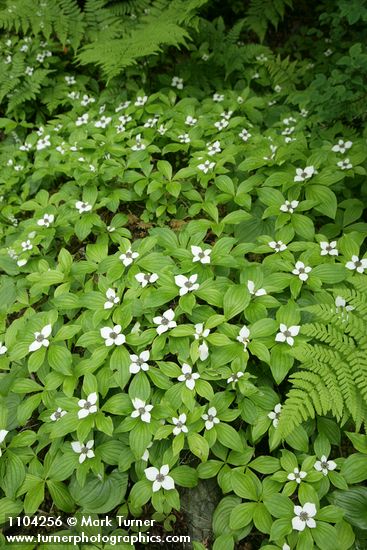 Cornus unalaschkensis