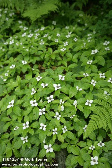 Cornus unalaschkensis