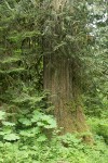 Western Redcedar w/ Devil's Club