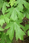 Bigleaf Maple foliage