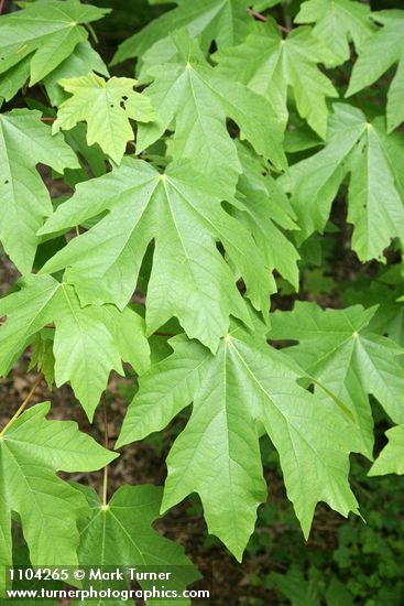Acer macrophyllum