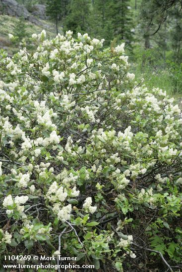 Ceanothus velutinus