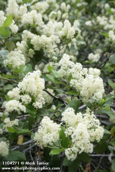 Ceanothus velutinus