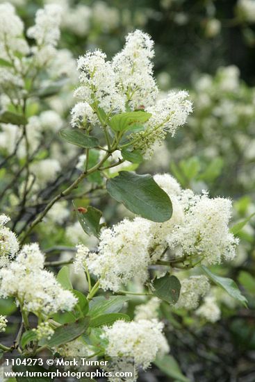 Ceanothus velutinus