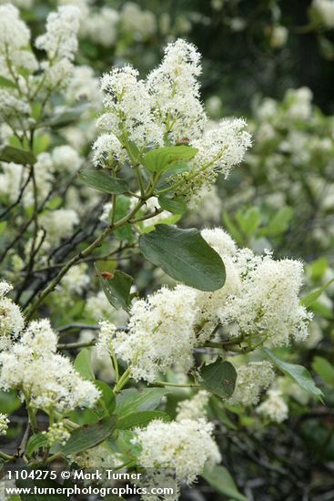 Ceanothus velutinus