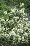 Snowbrush blossoms & foliage