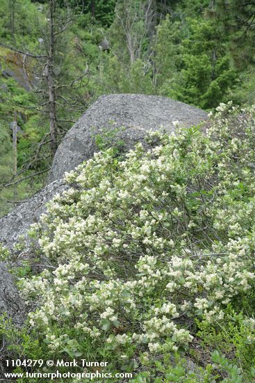 Ceanothus velutinus