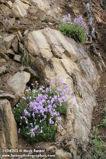 Penstemon fruticosus