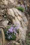 Shrubby Penstemon