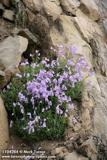 Penstemon fruticosus