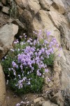 Shrubby Penstemon