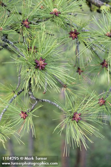 Pinus ponderosa
