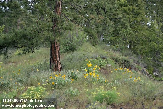 Pinus ponderosa; Balsamorhiza sagittata