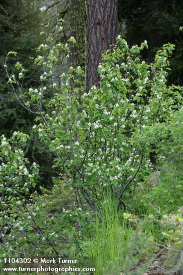 Amelanchier pumila